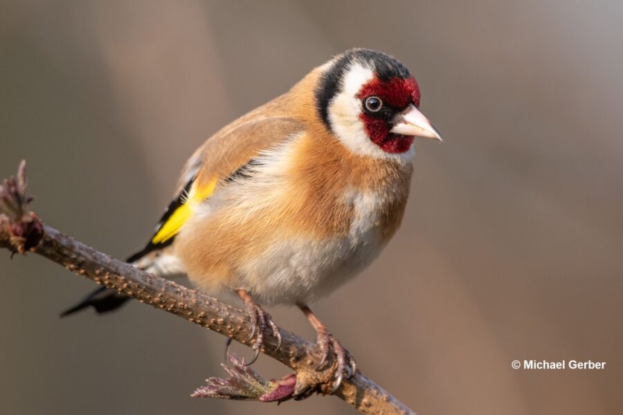 Carduelis carduelis 210310 3238 by Michael Gerber