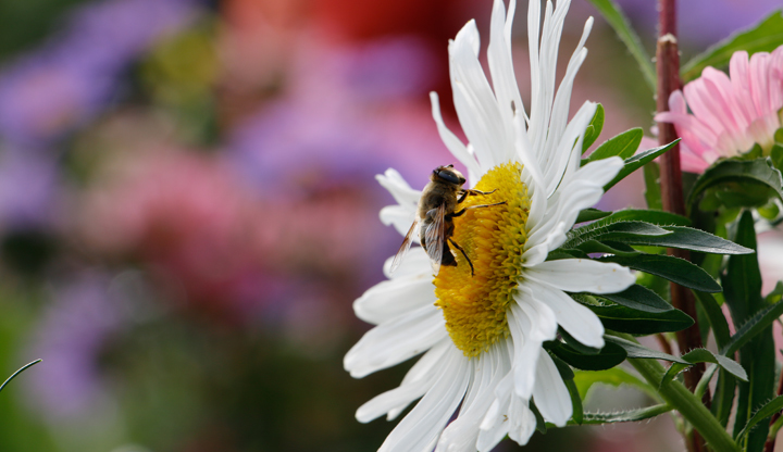Fleur Abeille Fleur Abeille