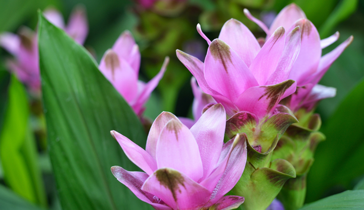 Curcuma en fleurs - © iStock | aimintang Curcuma en fleurs