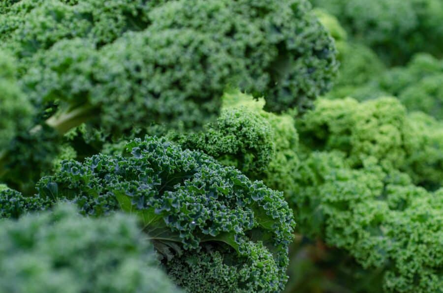 Federkohl