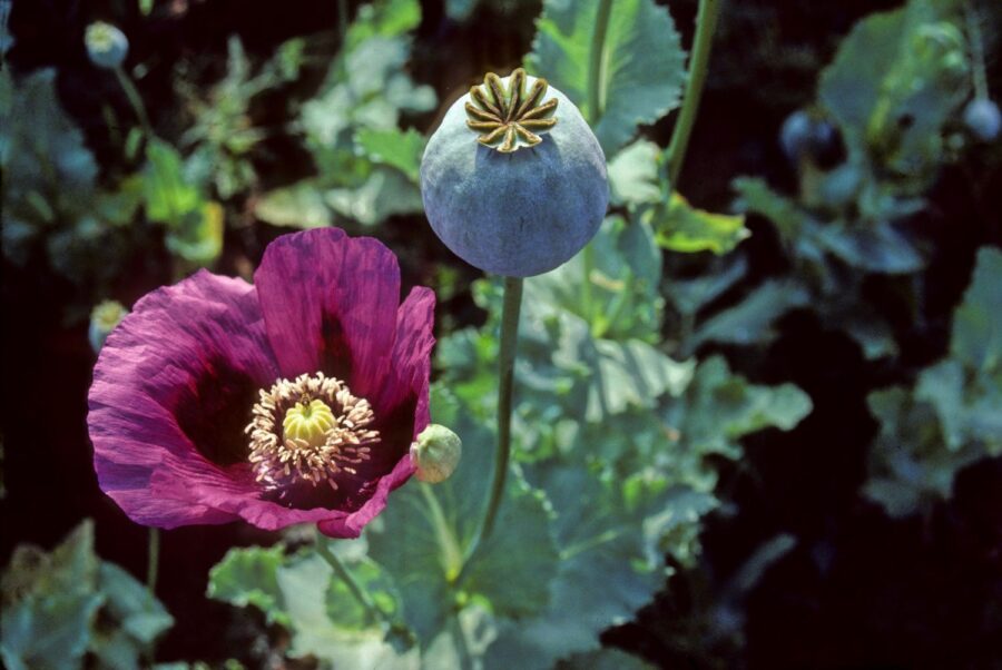 Fleur de pavot et capsule de graines immature