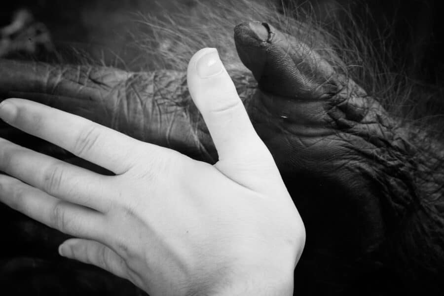 Ape 2180366 1920 - © Pixabay | Josie Lapczynski Ape 2180366 1920