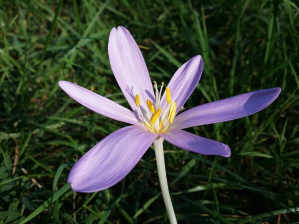 Gicht Colchicum autumnale Wikimedia Commons