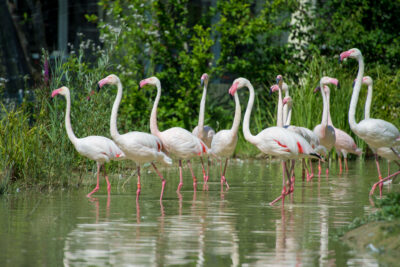 Flamingo Herde